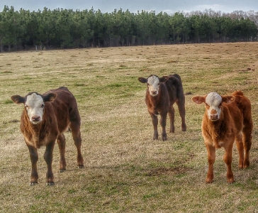 Sumerford Farms Wedding Venue_1
