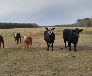 Sumerford Farms Wedding Venue_2