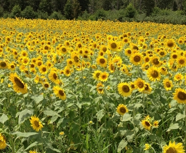 Sumerford Farms Wedding Venue_7